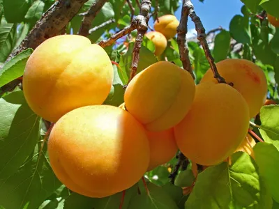Саженцы абрикосов купить почтой, лучшая цена в питомнике «Агросемфонд»