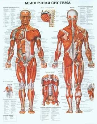 DaDuNya Большой постер по анатомии мышц на русском и английском