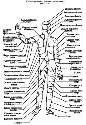 анатомия человека демонстрирует мышцы за рукой на черном фоне, картинка  мышцы руки, мышца, рука фон картинки и Фото для бесплатной загрузки