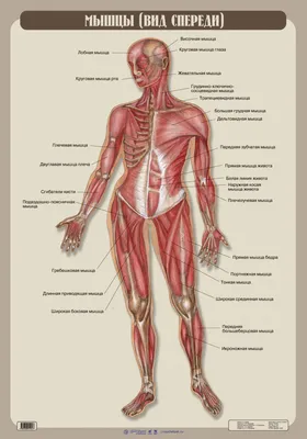 Анатомия человека в картинках на русском фотографии