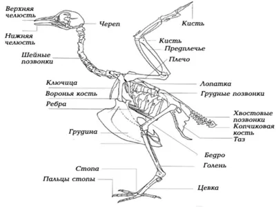 Анатомия курицы несушки в картинках и видео | Курочка | Дзен