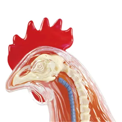 Красная и белая курица 4D мастер головоломка сборка игрушка животное  биология орган анатомическая обучающая модель анатомия | AliExpress