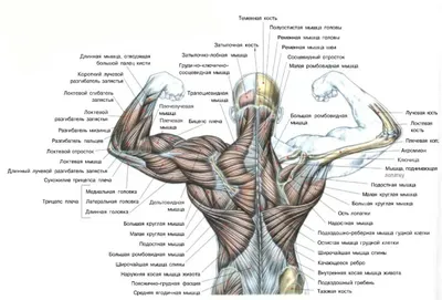 мышца ноги, 3д иллюстрация, фото поясничной мышцы фон картинки и Фото для  бесплатной загрузки