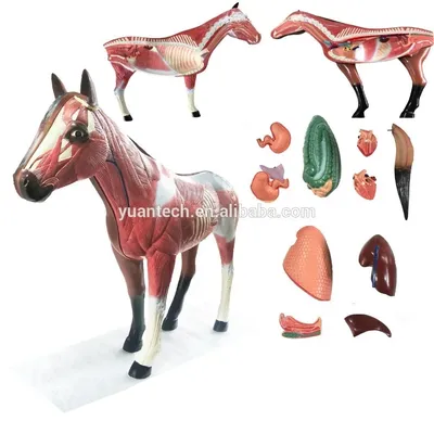 Анатомия Лошади — стоковые фотографии и другие картинки Лошадь - Лошадь,  Costal Surface, Анатомическая модель - iStock