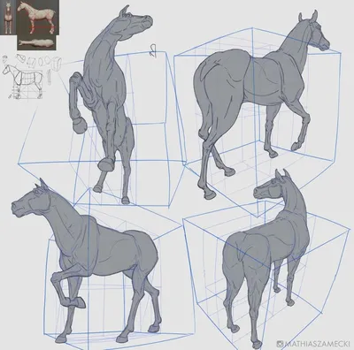 Анатомия Лошади Мышечная Система Над Серым Силуэтом — стоковые фотографии и  другие картинки Лошадь - iStock