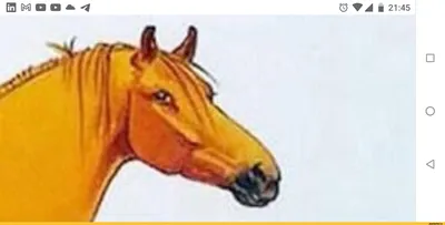 Лошадь рисунок спереди - 60 фото