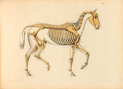 Зрение лошади — Википедия