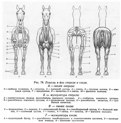 Иллюстрация из французского учебника, демонстрирующая сходство скелета  человека и лошади . / учебник :: лошадь :: Анатомия / смешные картинки и  другие приколы: комиксы, гиф анимация, видео, лучший интеллектуальный юмор.