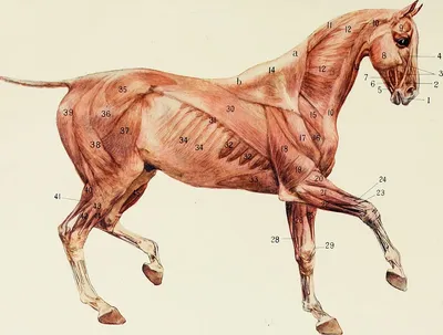 Вебинар «Вперед и вниз. Часть 1. Анатомия и биомеханика» | Синергия с  лошадью | Дзен