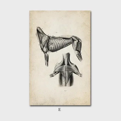 Скелет лошади рисунок карандашом - 61 фото