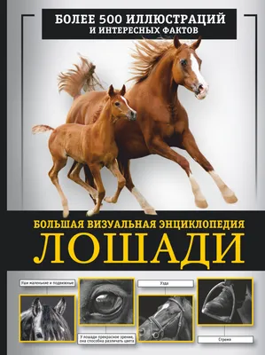 Лошадь Equus Анатомия Скелеталошади Изолированные На Белом — стоковые  фотографии и другие картинки Лошадь - iStock