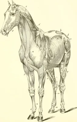 Модель животного, модель 4D, лошадь, интеллектуальная сборная игрушка,  обучающая анатомия, модель «сделай сам», популярная научная техника |  AliExpress