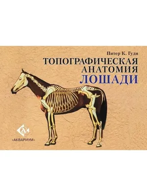 Пин от пользователя Markéta Kozelková на доске For Equestrian | Выездка  лошадей, Лошади, Фотографии лошадей