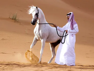 Арабские скакуны – элитные лошади