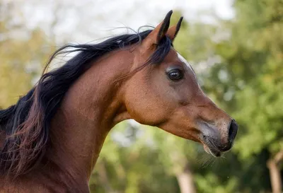 Арабские скакуны. Содержание чистокровных лошадей