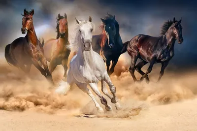 Арабские скакуны. Красивывые фото лошадей... (30 фото) | PulsON — все самые  интересные события в мире. | Horses, Andalusian horse, Pretty horses