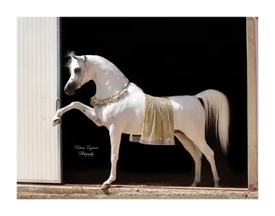 Красивые Арабские Лошади В Пустыне — стоковые фотографии и другие картинки Арабская  лошадь - Арабская лошадь, Атлетизм, Бегать - iStock