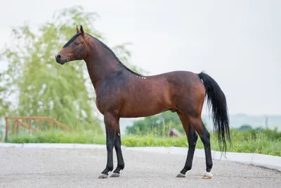 Schleich 13761 Фигурка Арабская кобыла лошадь Horse Club - купить с  доставкой по выгодным ценам в интернет-магазине OZON (714087154)