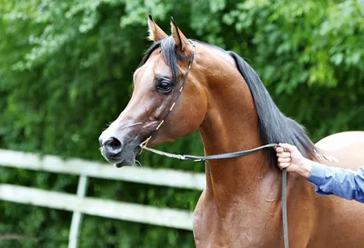 Две Серые Арабские Лошадигалоп — стоковые фотографии и другие картинки  Чистокровная лошадь - Чистокровная лошадь, Арабская лошадь, Бегать - iStock