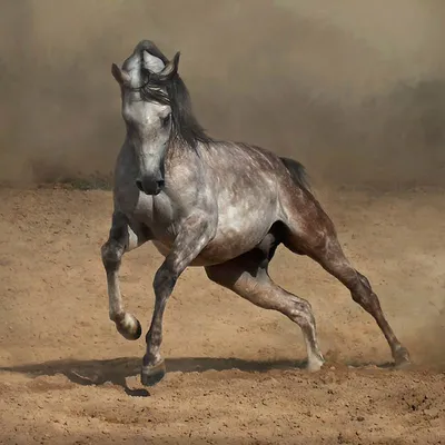 Арабская лошадь: фото, истооия, описание породы | Pet7