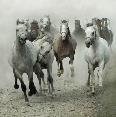 Молодые арабские лошади