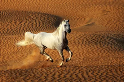 Пин от пользователя shoorsh на доске asb в 2023 г | Арабские лошади, Лошади
