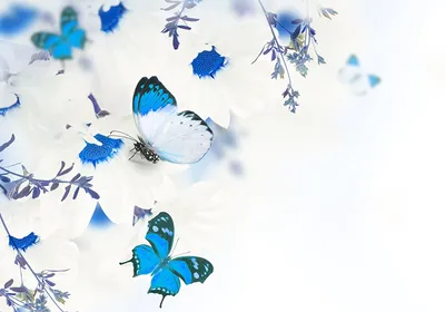 на белом фоне синие бабочки Stock Photo | Adobe Stock
