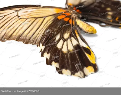 Красивые Бабочки Акварель Изолированные Белом Фоне Стоковая иллюстрация  ©aboard #204645716