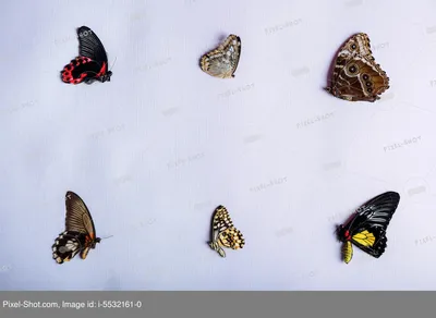 Голубая бабочка на белом фоне - фото и картинки: 72 штук