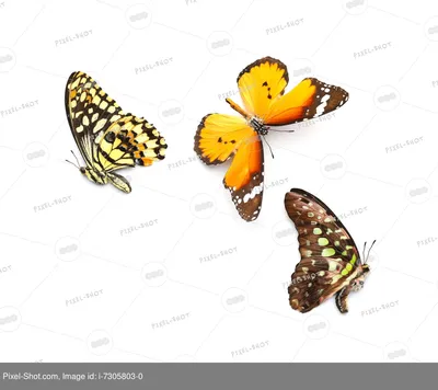 Красивые Бабочки На Белом Фоне. Клипарты, SVG, векторы, и Набор Иллюстраций  Без Оплаты Отчислений. Image 88975440