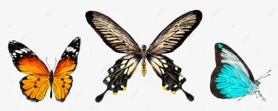 Красивая бабочка на белом фоне - фото и картинки abrakadabra.fun