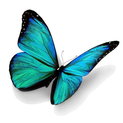 Красочные Бабочки На Белом Фоне Для Дизайна Клипарты, SVG, векторы, и Набор  Иллюстраций Без Оплаты Отчислений. Image 17549571