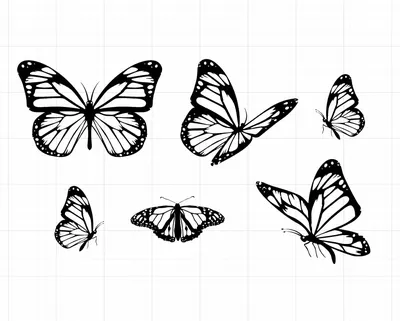 Синяя бабочка на белом фоне - фото и картинки: 56 штук