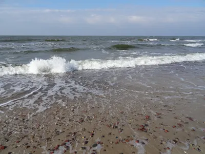 Исследователь: Балтийское море зарастает, в нем образуются \"мертвые районы\"  - Delfi RU