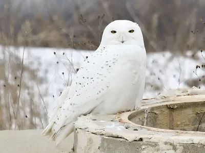 Белая сова картинки