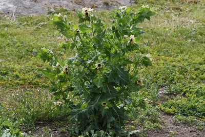 Белена черная (Hyoscyamus niger) ⋆ Сорные растения