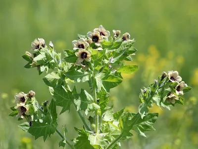Белена черная (Hyoscyamus niger) ⋆ Сорные растения