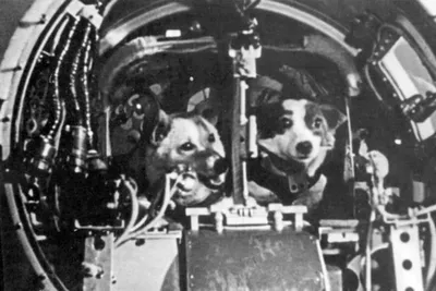 Белка и Стрелка — космические собаки. Подробное описание экспоната,  аудиогид, интересные факты. Официальный сайт Artefact