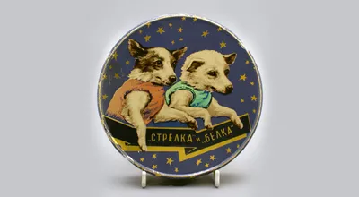 Лайка умерла от перегрева, а Белка и Стрелка прославились на весь мир: как  собаки тестировали космические корабли перед полетом Гагарина - Экспресс  газета