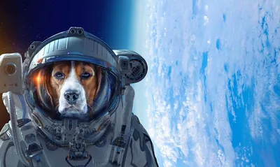 Фото белки и стрелки собаки которые летали в космос | Кошачьи плакаты,  Старые плакаты, Животные в космосе