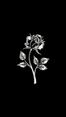 Белые цветы на черном фоне (65 фото) | Розы, Розовые фоны, Обои