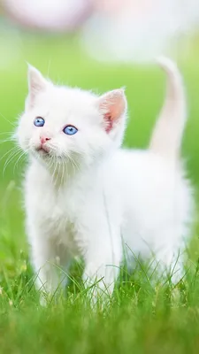 три голубоглазые белые котята на крыльце дома Stock Photo | Adobe Stock