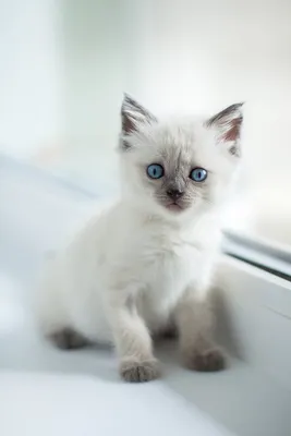Милый белый котёнок на фоне …» — создано в Шедевруме