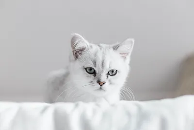 Энергетика белых котов: в чем их главная сила - EAOMedia.ru