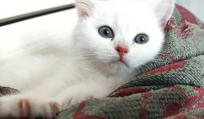 Животное белый кот - 81 фото