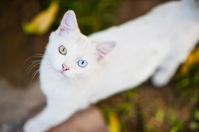 Портрет котенка крупно. Котенок белый с рыжим. Красивые глаза и мех. Котенок  маленький, симпатичный. Домашний питомец. Котенок недавно родился Stock  Photo | Adobe Stock