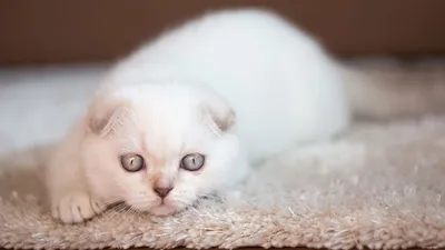 белый котёнок с голубыми глазами на фоне этнических украшений. Стоковое  Фото - изображение насчитывающей смешно, пушисто: 230479812