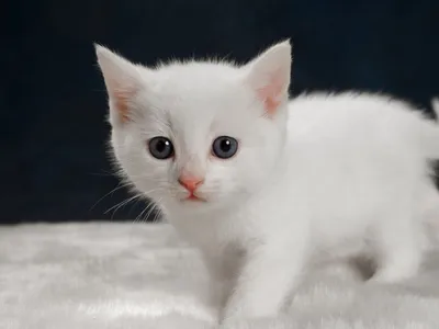маленький белый котёнок на темном фоне. Стоковое Фото - изображение  насчитывающей любимчик, одно: 230162068