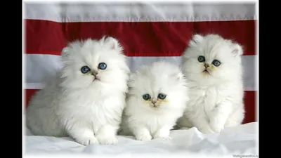Маленькие белые котята - картинки и фото koshka.top