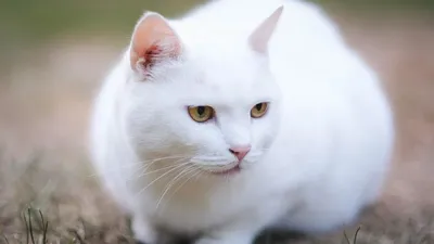 белый кот :: рыжий кот :: кусь (кусь-кусь) :: котэ (прикольные картинки с  кошками) / смешные картинки и другие приколы: комиксы, гиф анимация, видео,  лучший интеллектуальный юмор.